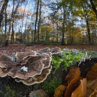 Trametes versicolor wideangle 